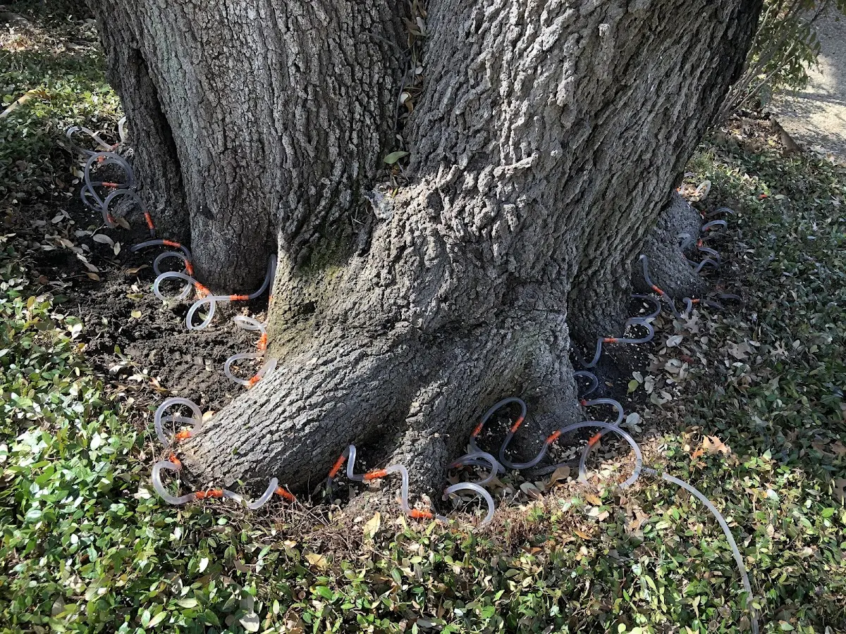 Detailed Tree Cabling and Bracing job site in Fitzgerald
