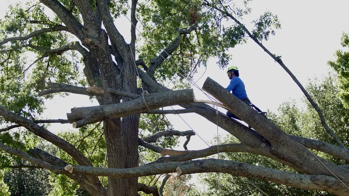 Professional Hazardous Tree Removal performed by certified arborists in Fitzgerald
